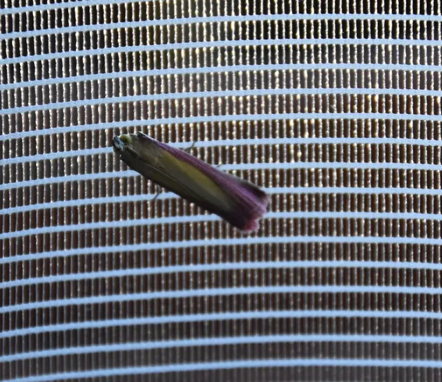 Oncocera semirubella - lucernamoly