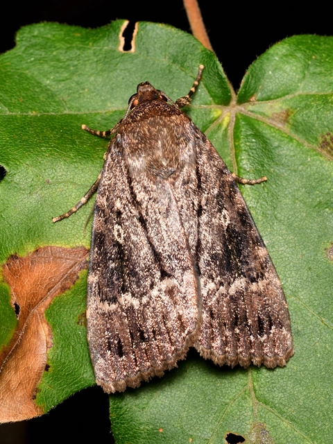 Amphipyra berbera/pyramidea