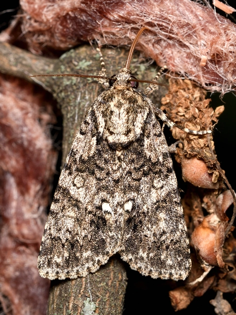sóska-szigonyosbagoly - Acronicta rumicis