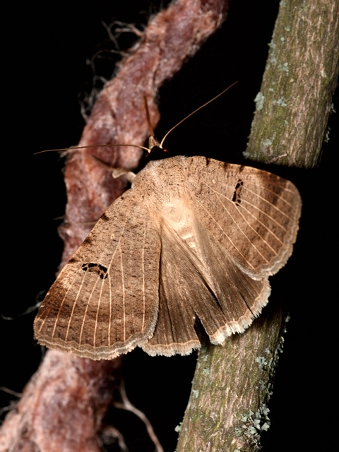 gyakori csüdfűbagoly - Lygephila craccae