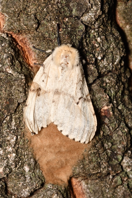 gyapjaslepke - Lymantria dispar