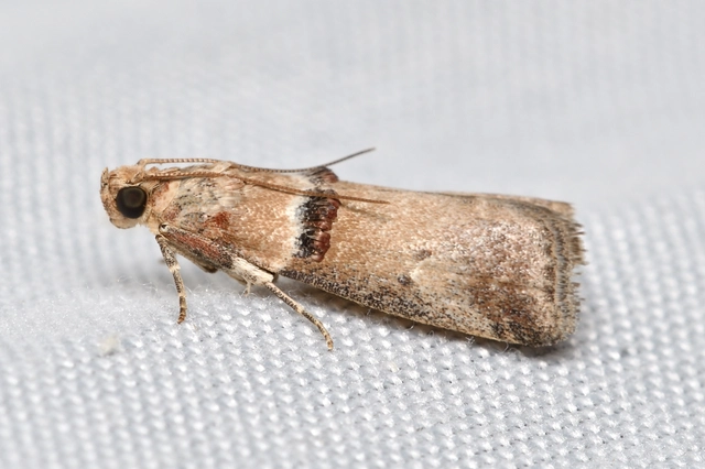 bordás karcsúmoly - Acrobasis tumidana