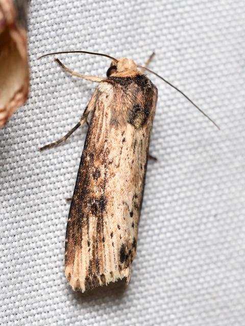 vonalkás földibagoly - Axylia putris