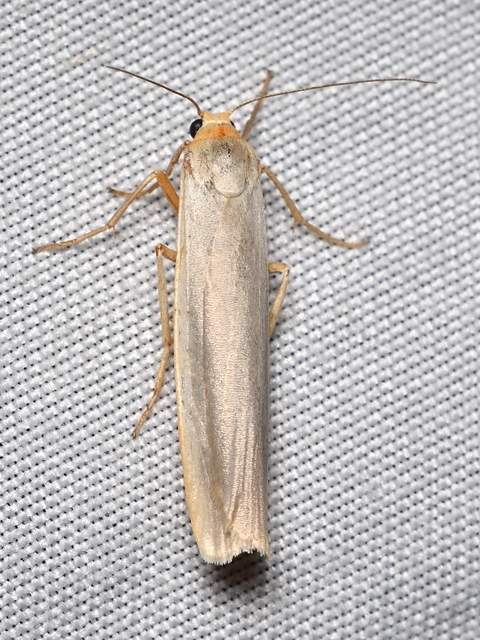 közönséges zuzmószövő - Eilema complana