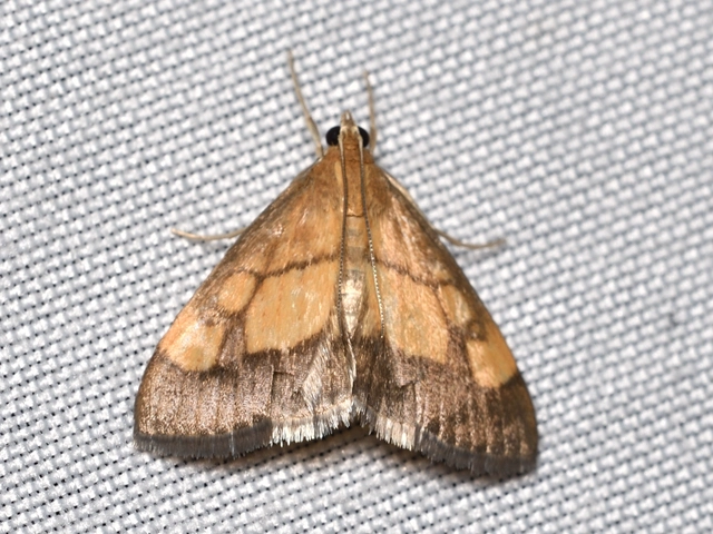Evergestis limbata - közönséges dudvamoly