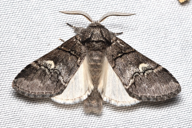 tölgyfa-púposszövő - Drymonia querna