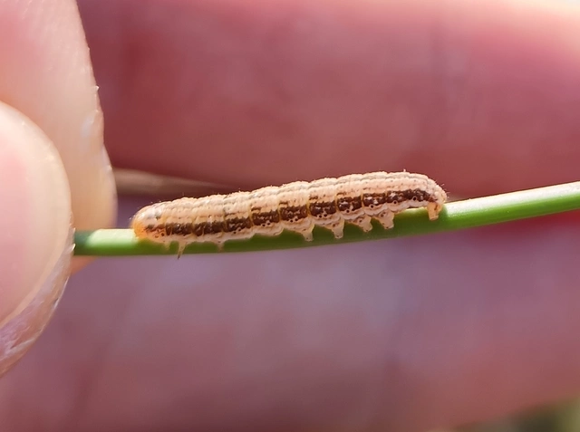 Schinia cognata - nyúlparéj-nappalibagoly
