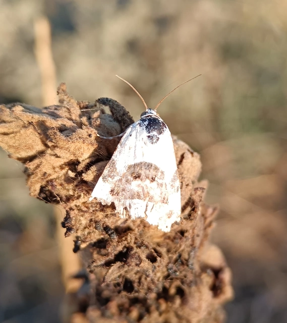 Acontia lucida - fehér nappalibagoly