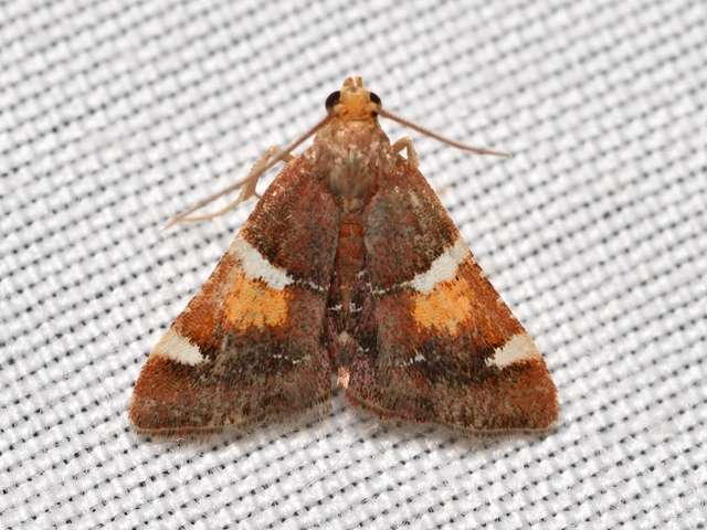 pompás fényilonca - Pyralis regalis