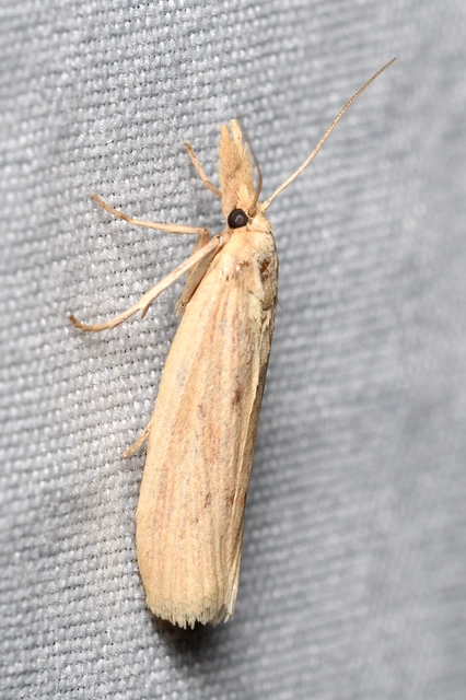 kúposfejű karcsúmoly - Ematheudes punctella