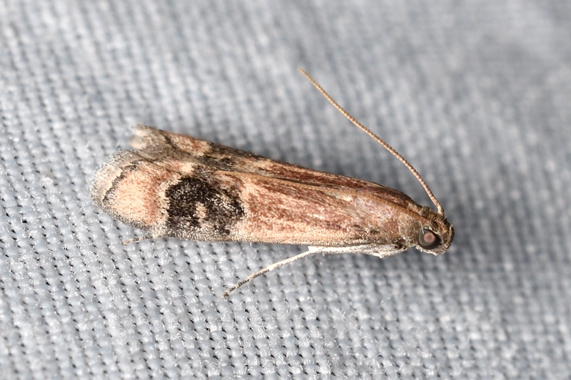 Euzopherodes charlottae - magyar karcsúmoly