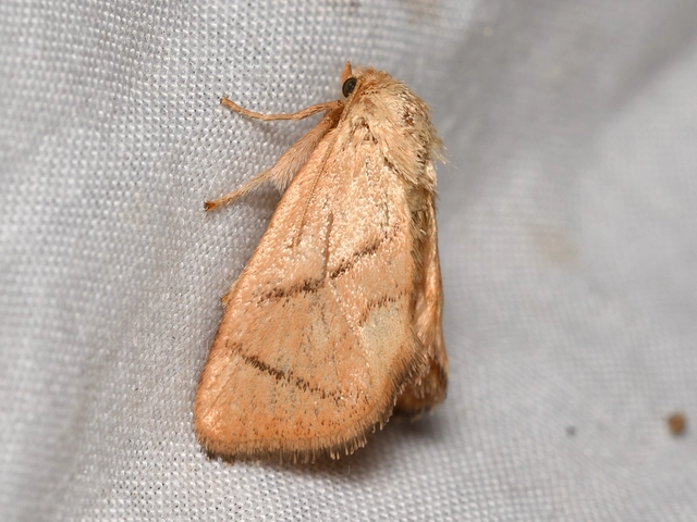 kagylólepke - Apoda limacodes