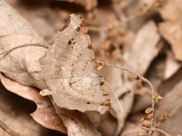 közönséges szürkearaszoló - Macaria alternata