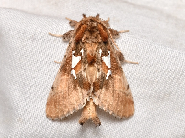 ezüstfoltos púposszövő - Spatalia argentina