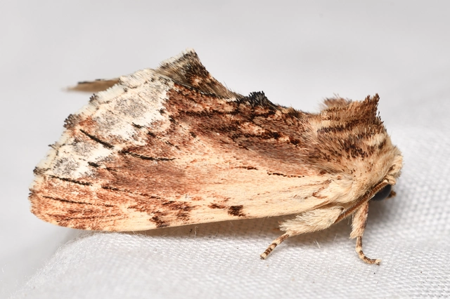 csuklyás púposszövő - Ptilodon cucullina