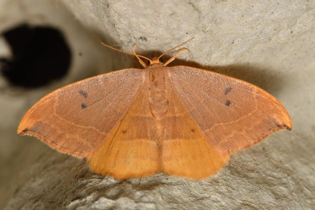 tölgyfa-sarlósszövő - Watsonalla binaria