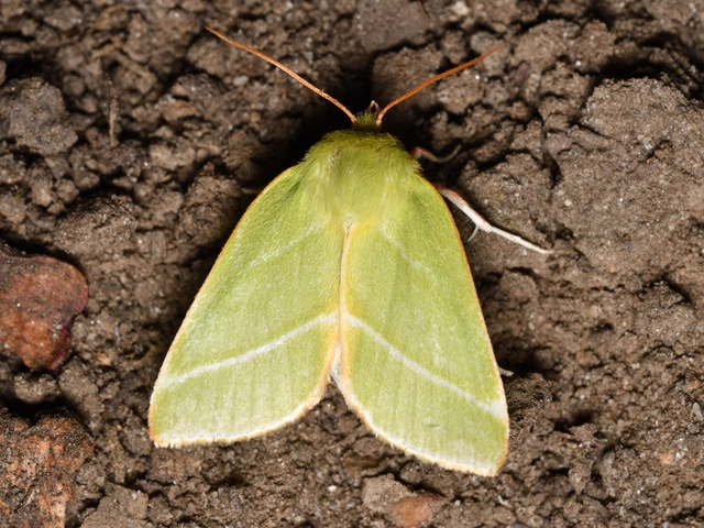 bükkfa-zöldbagoly - Pseudoips prasinana