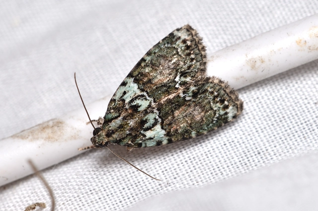 sárgászöld zuzmóbagoly - Cryphia algae