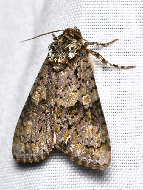 fagyalbagoly - Craniophora ligustri