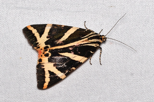 csíkos medvelepke - Euplagia quadripunctaria