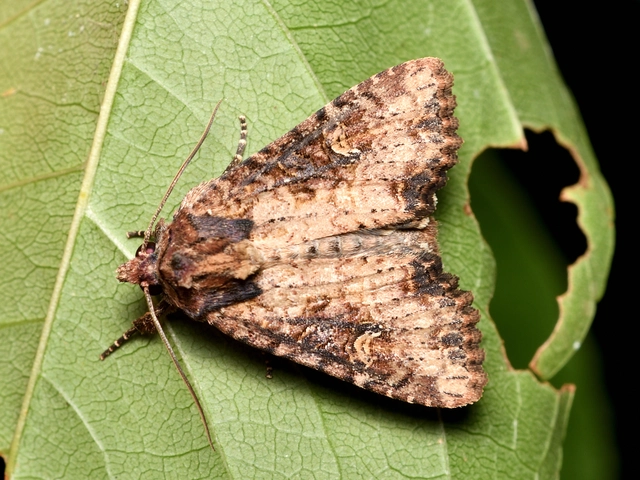 Mesapamea secalella/secalis