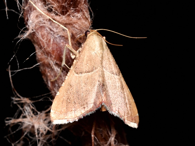 tüzesszárnyú fényilonca - Endotricha flammealis