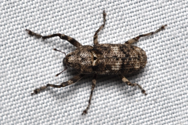 Gasterocercus depressirostris - laposorrú ormányos