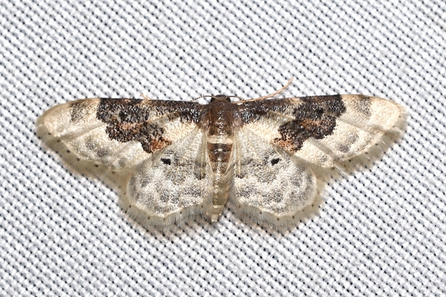 tarka apróaraszoló - Idaea rusticata
