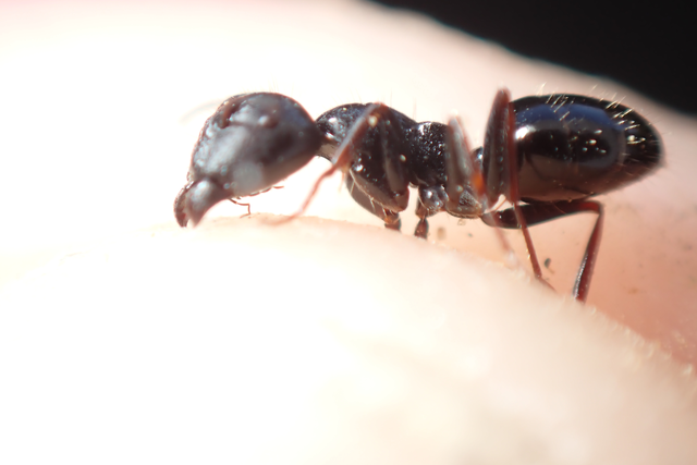 Camponotus piceus - szurkos lóhangya