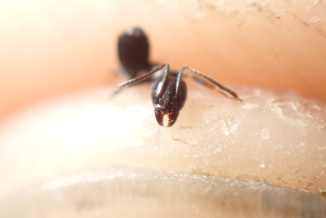 Tapinoma erraticum - kóborhangya