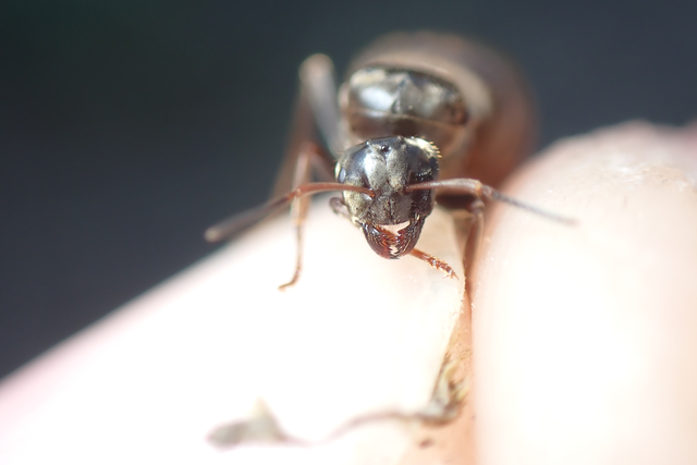 Lasius bombycina - pusztai feketehangya