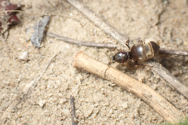 Lasius bombycina - pusztai feketehangya