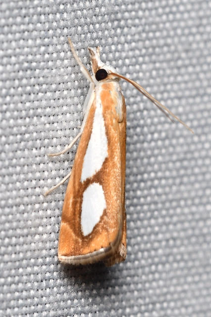 Catoptria pinella - ezüstös fűgyökérmoly