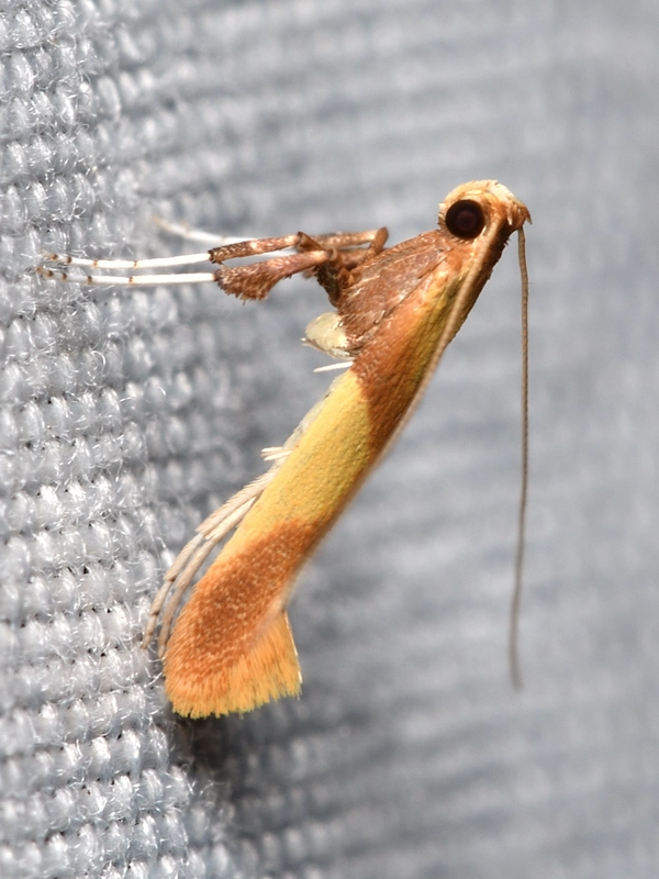 Caloptilia alchimiella - tölgygöngyölő keskenymoly
