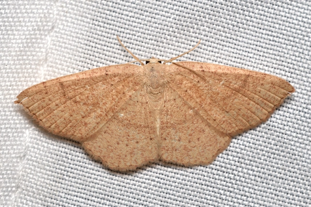 vörösrojtú pettyesaraszoló - Cyclophora ruficiliaria