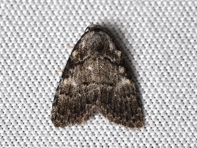 szélesszárnyú pamacsosszövő - Meganola kolbi