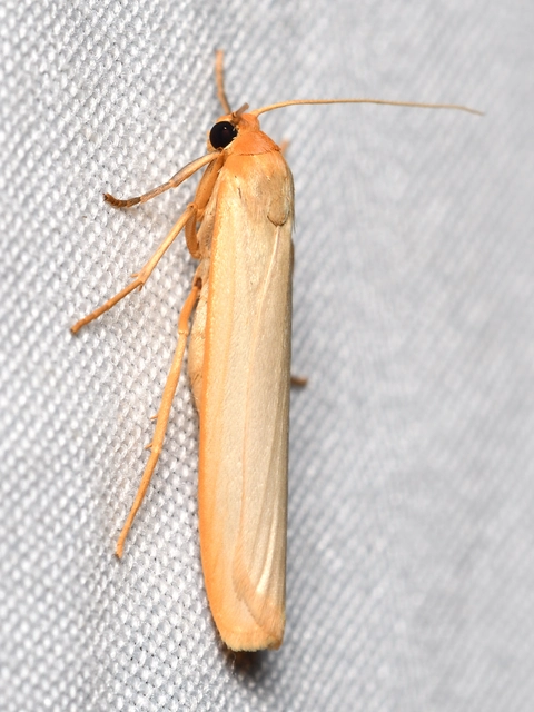 egyszínű zuzmószövő - Eilema palliatella