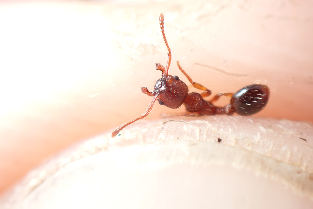 Myrmica curvithorax - sziki bütyköshangya