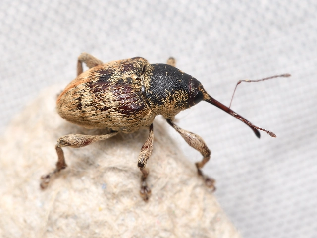 Curculio