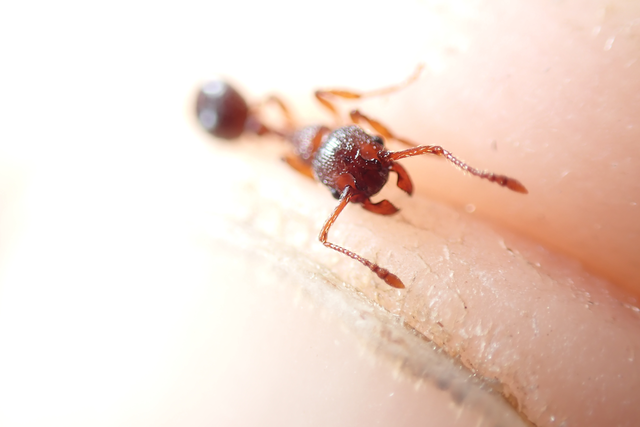 Myrmica curvithorax - sziki bütyköshangya