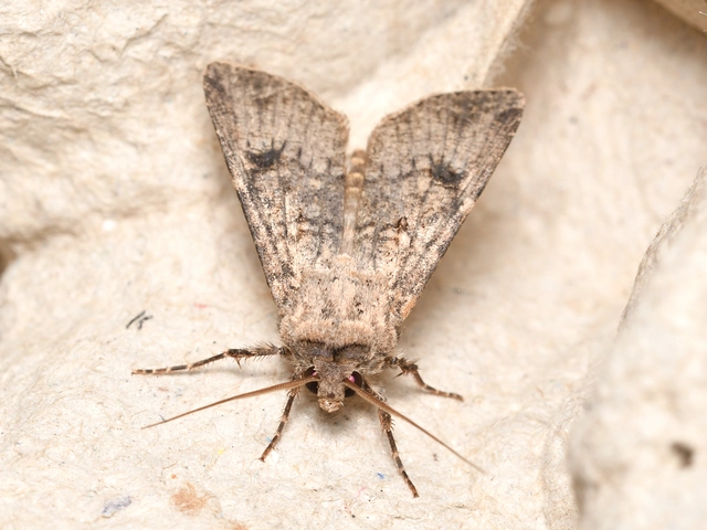 vetési földibagoly - Agrotis segetum