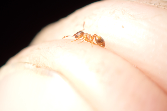 Temnothorax crassispinus - gubacslakó kéreghangya