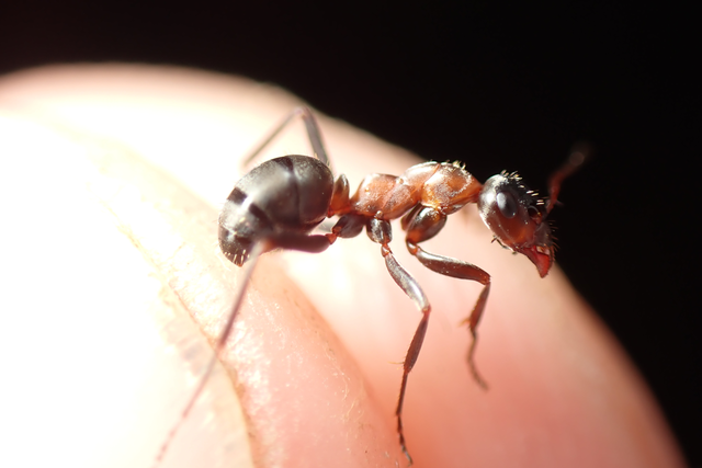 Formica rufibarbis - vörös rabszolgahangya