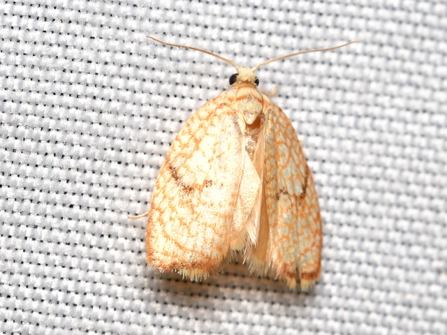 Acleris forsskaleana - juharos levélmoly