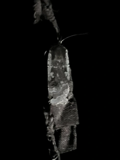 Noctua pronuba - nagy sárgafűbagoly