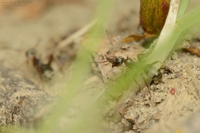Formica cinerea - hamvas rabszolgahangya