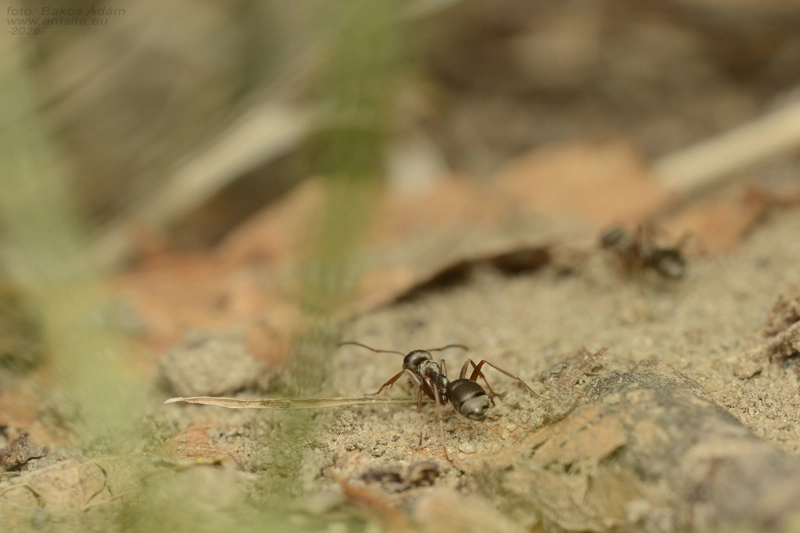 Formica cinerea - hamvas rabszolgahangya