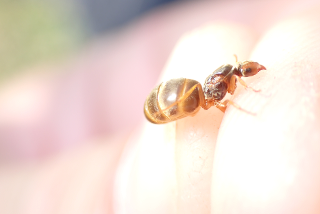 Lasius myops - ligeti borostyánhangya