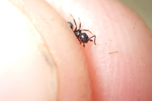 Tapinoma erraticum - kóborhangya