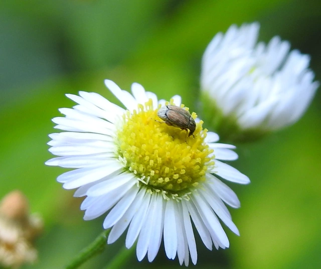 Acanthoscelides pallidipennis - gyalogakác-zsizsik